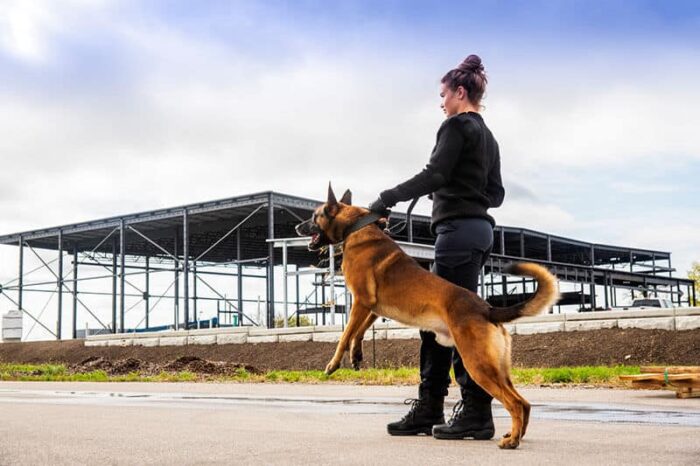 Sicherheitsdienst mit Diensthund