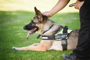 Sicherheitsdienstleistungen mit Wachhund