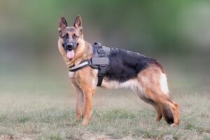Zertifizierte Security-Dienstleistungen mit ausgebildeten Wachschutz & Sprengstoffspürhunden - Aquila Security & Brandwachen